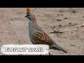 10 Most Beautiful Quails In The World