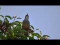 California Curve - Billed Thrasher Bird Song, Bird Call, Bird Singing, Bird Sounds, Bird Chirping