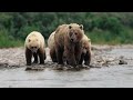 Majestic Wildlife Exploration 4K 🐾 Epic Adventures of Untamed Beauty Animals Film with Relax Piano