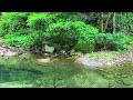 Clear Blue Stream in Deep Forest, Gentle Stream Sounds, Chirping Birds, 10 Hours of Forest Sounds
