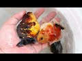 살인적인 더위 태국의 4월 베이비 오란다 선별 ( april hot summer baby oranda selection ) 맹 팜 #goldfish #babygoldfish