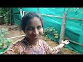 #vlog ఉదయాన్నే మొదలైన యుద్ధం చిక్కుడుకాయ చికెన్ తో ముగిసింది