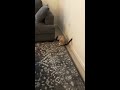 Cat Chasing Nothing