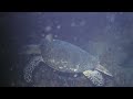 Night Dive on The Christina, in Nevis--Longer Version, Slo-Mo