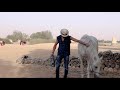 Horse Photography Lecture & Workshop محاضرة وورشة تصوير الخيل