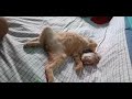 Satisfying Cat Sleeping like Human ||  #shorts #viral #shortvideo #trending #satisfying