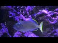 Blue Jaw Triggerfish Care Guide