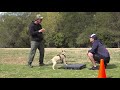 Teach Your Malinois Puppy DOWN