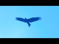 Australian Wildlife Series - Birds - Wedge Tail Eagles