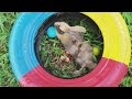 Tangkap Hewan lucu, Ayam warna warni, Kelinci, Hamster, Telur ayam besar di Kebun #3