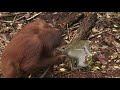 A Cute Orangutan & Macaque Form a Unique Friendship 🙃 Orangutan Jungle School | Smithsonian Channel