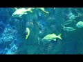 【RELAXATION】 Relaxing Aquarium and Music | Chill and Relaxation