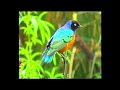 Relax with nature, beautiful bird songs, African ambience