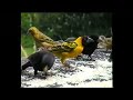 Relax with nature, amazing birdlife on an African bird table