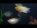 All You Need to Know About The Ultimate Gourami! Pearl Gourami Care and Breeding