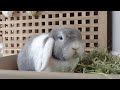 HOW TO LITTER TRAIN YOUR RABBIT
