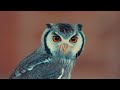 Wildlife | Witness Majestic Creatures in 8K HDR and Dolby Vision #8k Chill by Chill