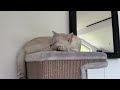 Watch sweetest cat napping ever 😻