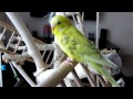 Parakeets playtime - Parkieten Speelkwartier
