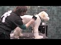 Doodle Grooming Demo with Helen Schaefer