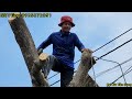 Vua Khỉ có đầu hàng với cây Me có quá nhiều đường dây điện hay không ? Cutting tamarind tree