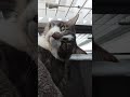 My cat Smokey Meowing [Read Description]