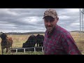 Does wood chipper silage work? The cows tell the truth!!