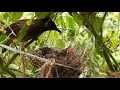 Baby Bird Fights a BUG Attack on it || Bulbul baby birds transformation | day 6 EP 11