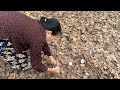 Collecting Duck Eggs - Raising Ducks For eggs - Work on a Duck Farm.