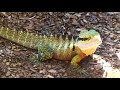 Australian Wildlife Series - Animals - Lizards and Snakes