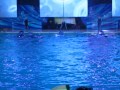 Shamu Show 2014: Miracles Part 1