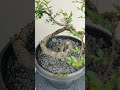 Ulmus Mikro : Liukan Sederhana #shorts #bonsai