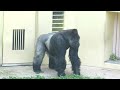 Son gorilla overwhelmed by the power of the silverback｜Shabani Group