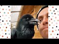 Pet Raven Bonded With Man After He Was Abandoned and Mistreated | Cuddle Birds