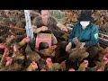 Artificial insemination for chickens - Raising chickens for eggs - Business chickens for eggs.