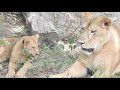 ライオンの赤ちゃん姉妹（ララとイオ）がリリ花ママに叱られる。とべ動物園