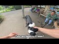 My Dogs Meet Wild Zoo Animals (You won't believe their reaction)
