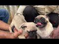 ரூ 3000 முதல் Largest Dog Kennel | Toy Breed Dogs | Yazhli Kennel Coimbatore | Puppies for sale