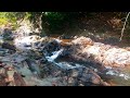 Forest River Nature Sounds, Sounds For Sleep, Water Sounds, Bird Singing, Tranquil Nature | 4K