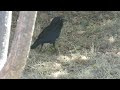 An Australian Raven burying a pine nut in my backyard - suburban wildlife