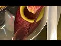 Nepenthes Attenboroughii Near Miss | Plants