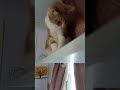 playing with violent cat on shelf