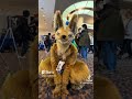 5 minutes of furries :3 #1