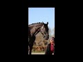 My best four-legged friends: Flatcoated retriever & KWPN horse