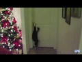 Clever Cats Opening Doors