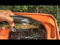 EDAN,,,Betok rawa terbesar di temukan pemancing liar di pedalaman Riau,,mancing pepuyuTR-117