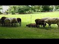 Ein Feld voller Muffel
