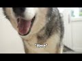 Can’t Believe My Husky Said That! Asked if He Liked Our Videos!