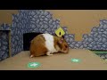 🐹Hamster Escapes the Awesome Prison Maze🐹 Cockroach Story [Syrian Hamster Edition]