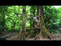 Full video 1 year Solo Bushcraft. Living and bushwalking in the rainforest,  Bushcaft Survive.